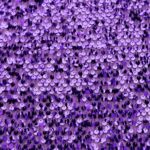 MESH SEQUINS - VIOLET - Image 3